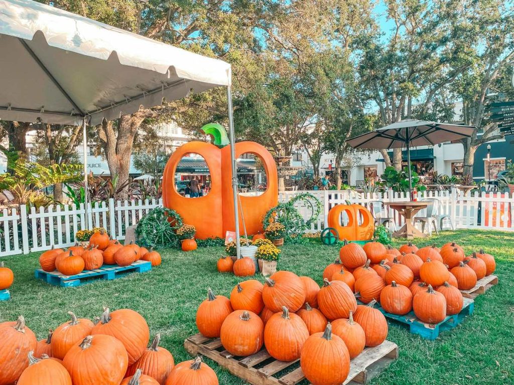 Hyde Park Village pumpkin patch in Tampa