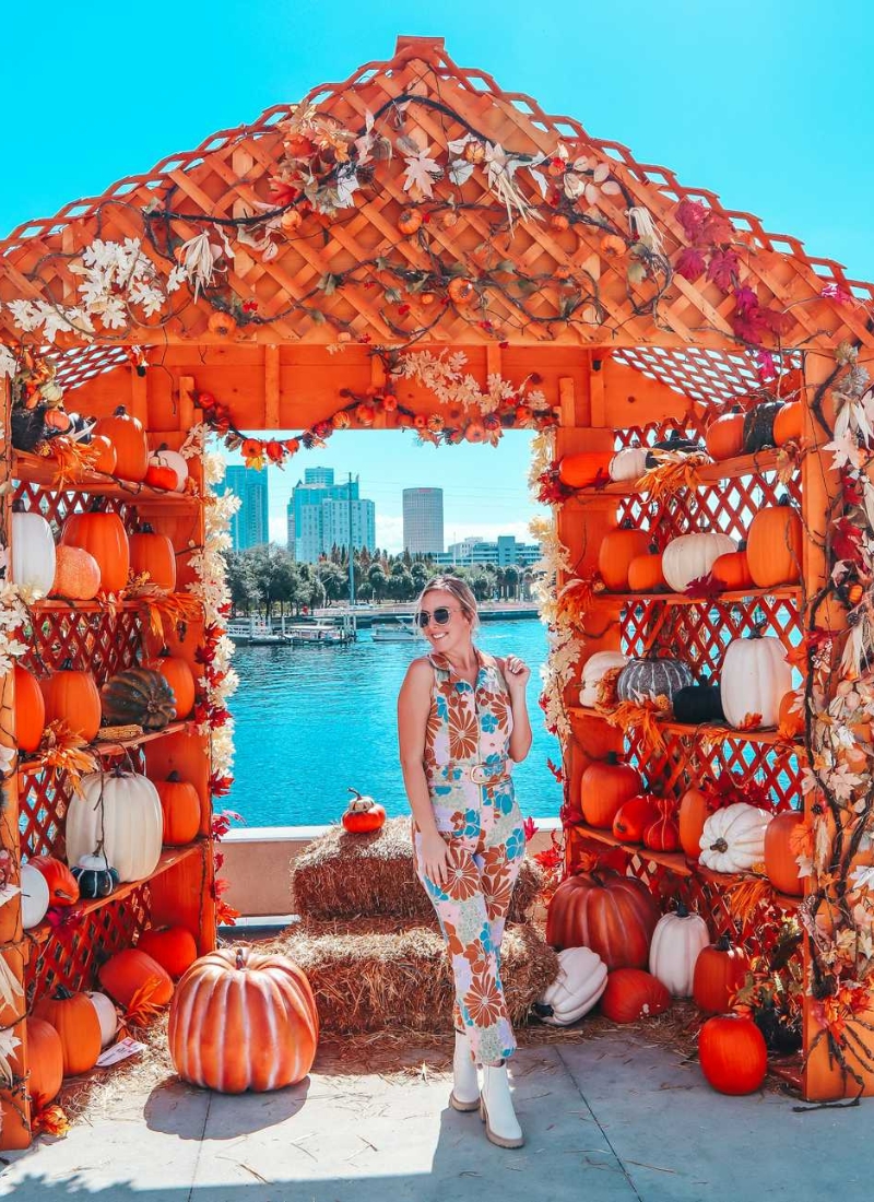 9 Awesome Pumpkin Patches in Tampa Bay