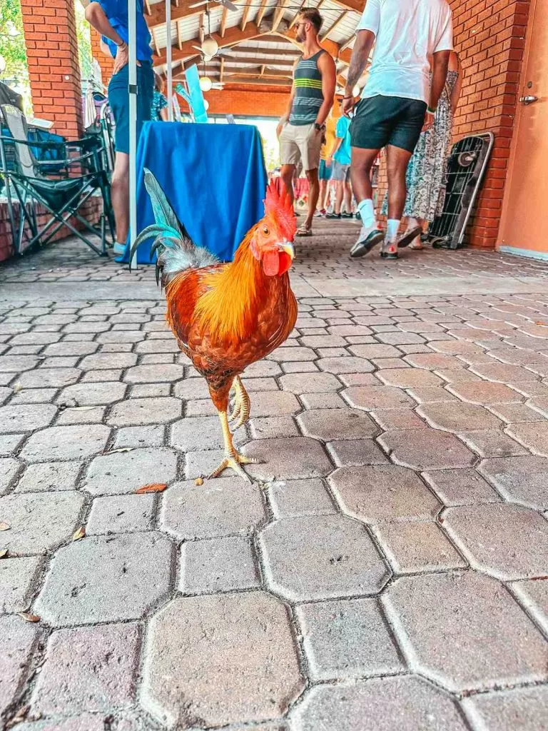 Ybor City rooster